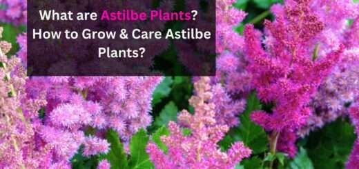 What are Astilbe Plants? - How to Grow & Care Astilbe Plants?