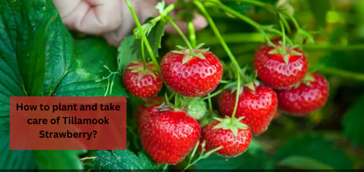 What is Tillamook Strawberry?- How to plant and take care of Tillamook Strawberry?