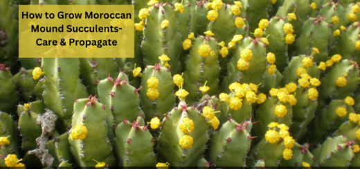How to Grow Moroccan Mound Succulents - Care & Propagate 'Euphorbia resinifera' plants?