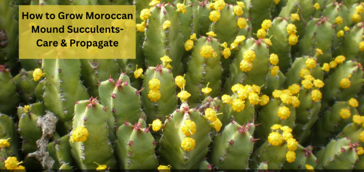 How to Grow Moroccan Mound Succulents - Care & Propagate 'Euphorbia resinifera' plants?