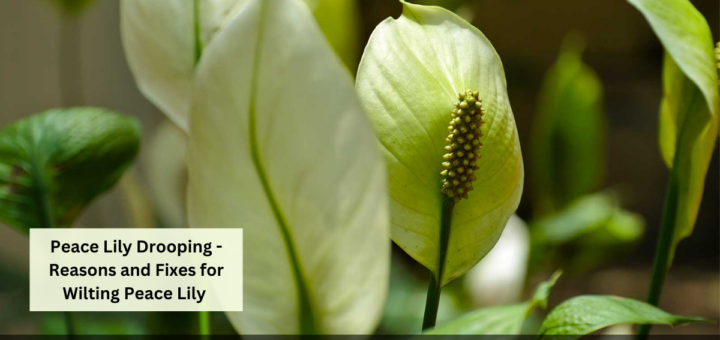 Peace Lily Drooping - Reasons and Fixes for Wilting Peace Lily (Spathiphyllum)