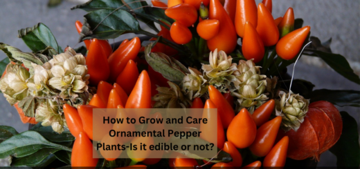 How to Grow and Care Ornamental Pepper Plants-Is it edible or not?