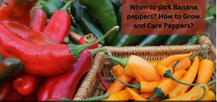 When to pick Banana peppers? - How to Grow and Care for Banana Peppers?