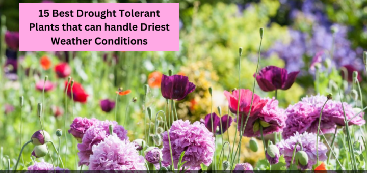 15 Best Drought Tolerant Plants that can handle Driest Weather Conditions