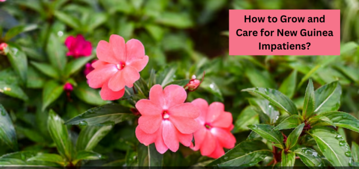 How to Grow and Care for New Guinea Impatiens? 