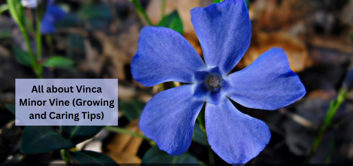 All about Vinca Minor Vine (Growing and Caring Tips)