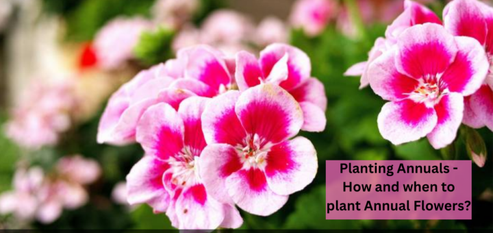 Planting Annuals - How and when to plant Annual Flowers?