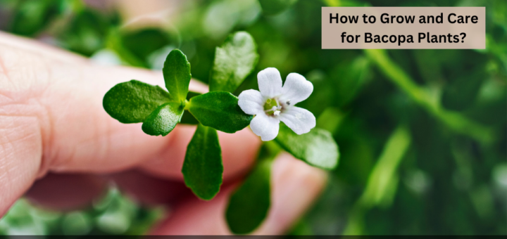 How to Grow and Care for Bacopa Plants?