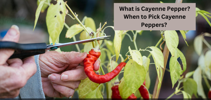 What is Cayenne Pepper? - When to Pick Cayenne Peppers? 