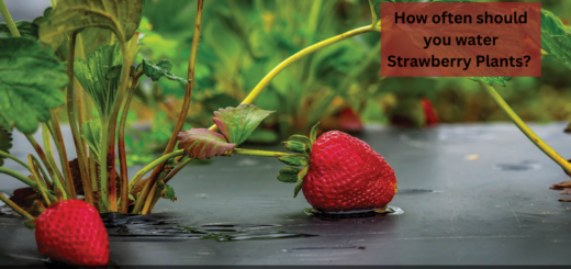 How often should you water Strawberry Plants? - (How to do it properly?)