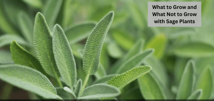 10+ Best Sage Companion Plants (What to Grow and What Not to Grow with Sage Plants?)