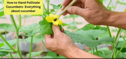 How to Hand Pollinate Cucumbers- Everything about cucumber