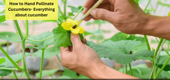 How to Hand Pollinate Cucumbers- Everything about cucumber