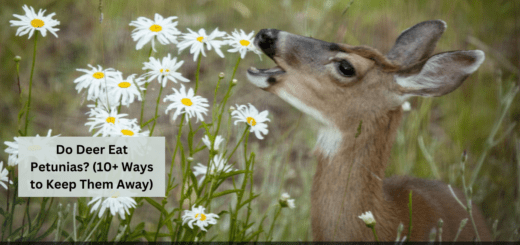 Do Deer Eat Petunias? (10+ Ways to Keep Them Away)