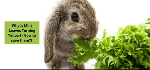 Can Rabbits eat Basil? (Ways to keep them out of your Garden)