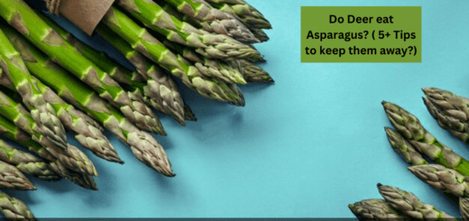 Do Deer eat Asparagus? ( 5+ Tips to keep them away?)