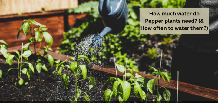 How much water do Pepper plants need? (& How often to water them?)