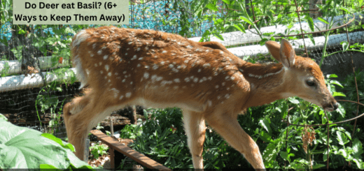 Do Deer eat Basil? (6+ Ways to Keep Them Away) 