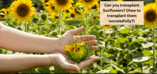 Can you transplant Sunflowers? (How to transplant them successfully?)