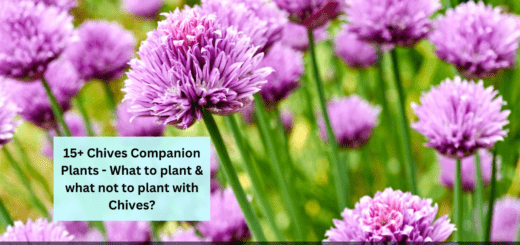 15+ Chives Companion Plants - What to plant & what not to plant with Chives?