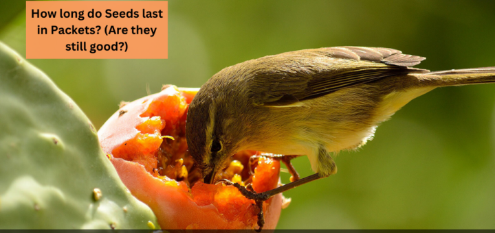 Do Birds Eat Tomatoes? (How to keep them away?)