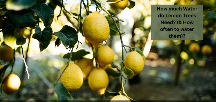 How much Water do Lemon Trees Need? (& How often to water them)?