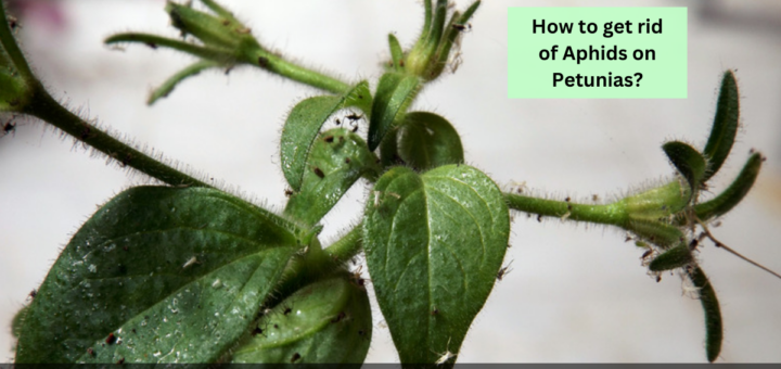 How to get rid of Aphids on Petunias?