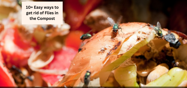 10+ Easy ways to get rid of Flies in the Compost