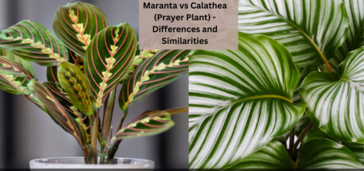 Maranta vs Calathea (Prayer Plant) - Differences and Similarities