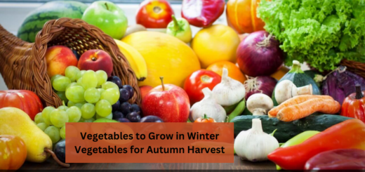 Vegetables to Grow in Winter - Vegetables for Autumn Harvest