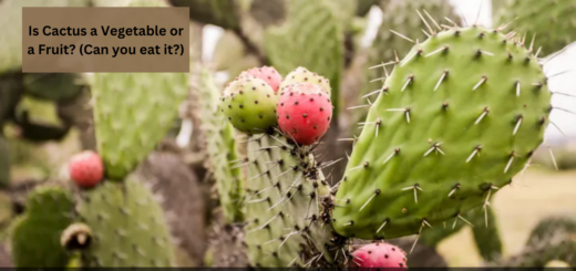 Is Cactus a Vegetable or a Fruit? (Can you eat it?)