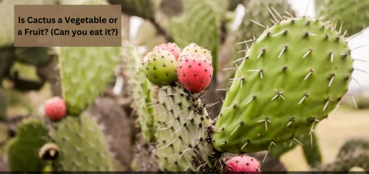 Is Cactus a Vegetable or a Fruit? (Can you eat it?)