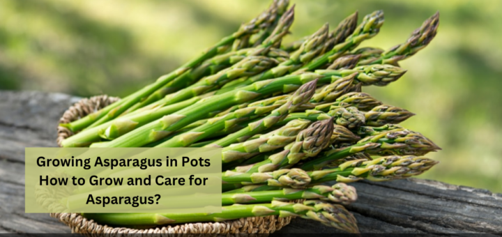 Growing Asparagus in Pots - How to Grow and Care for Asparagus?