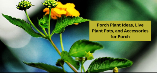 Porch Plant Ideas, Live Plant Pots, and Accessories for Porch