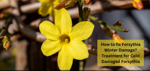 How to fix Forsythia Winter Damage? - Treatment for Cold Damaged Forsythia