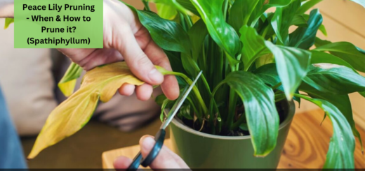 Peace Lily Pruning - When & How to Prune it? (Spathiphyllum)