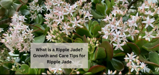 What is a Ripple Jade? - Growth and Care Tips for Ripple Jade