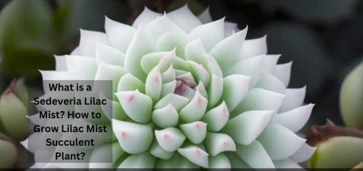 What is a Sedeveria Lilac Mist? - How to Grow Lilac Mist Succulent Plant?