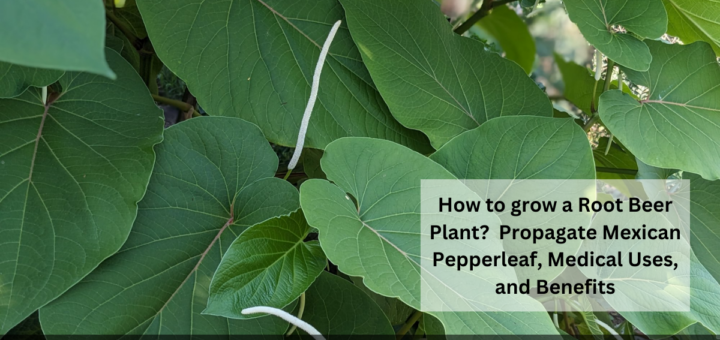 How to grow a Root Beer Plant? - Propagate Mexican Pepperleaf, Medical Uses, and Benefits