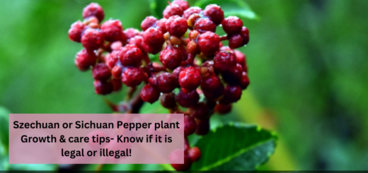 Szechuan or Sichuan Pepper plant - Growth & care tips- Know if it is legal or illegal!