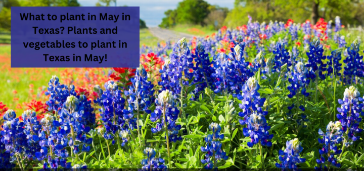 What to plant in May in Texas? Plants and vegetables to plant in Texas in May!