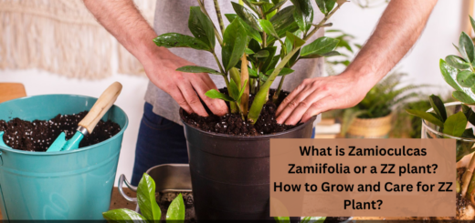 What is Zamioculcas Zamiifolia or a ZZ plant? - How to Grow and Care for ZZ Plant?