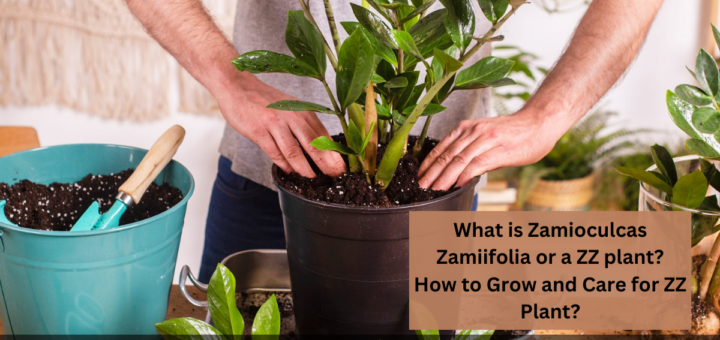 What is Zamioculcas Zamiifolia or a ZZ plant? - How to Grow and Care for ZZ Plant?