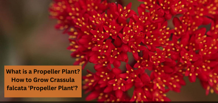 What is a Propeller Plant? - How to Grow Crassula falcata 'Propeller Plant'? 