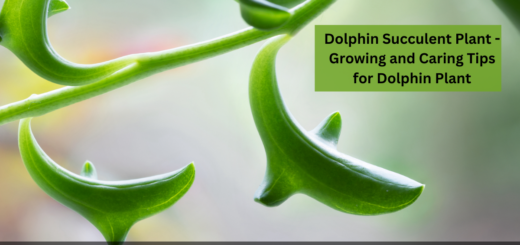 Dolphin Succulent Plant - Growing and Caring Tips for Dolphin Plant