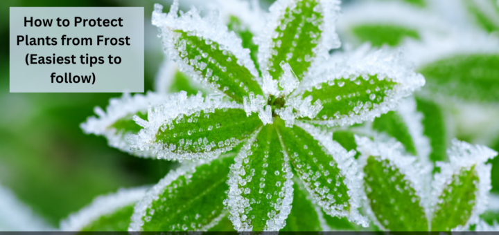 How to Protect Plants from Frost? (Easiest tips to follow)