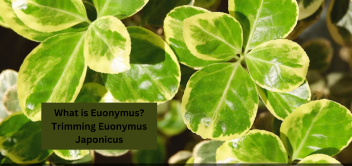 What is Euonymus?- How to Prune Euonymus? - Trimming Euonymus Japonicus