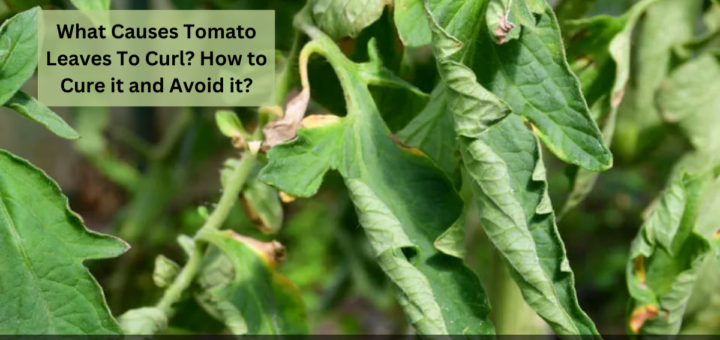 What Causes Tomato Leaves To Curl? - How to Cure it and Avoid it?