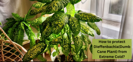 Dieffenbachia Care in Winters: How to protect Dieffenbachia(Dumb Cane Plant) from Extreme Cold?