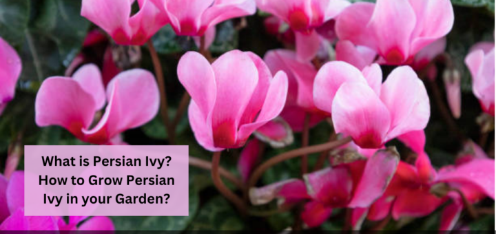 What is Persian Ivy? How to Grow Persian Ivy in your Garden?